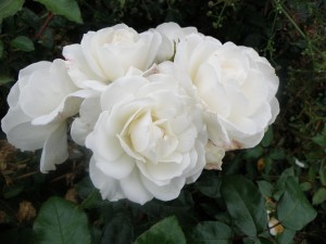 ICEBERG (floribunda)